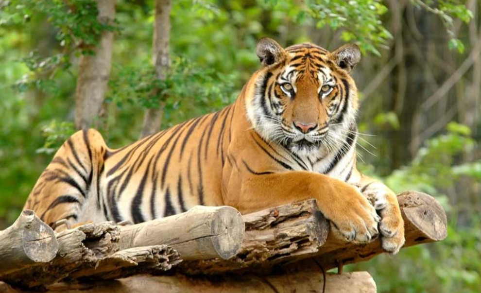 Bengal tiger