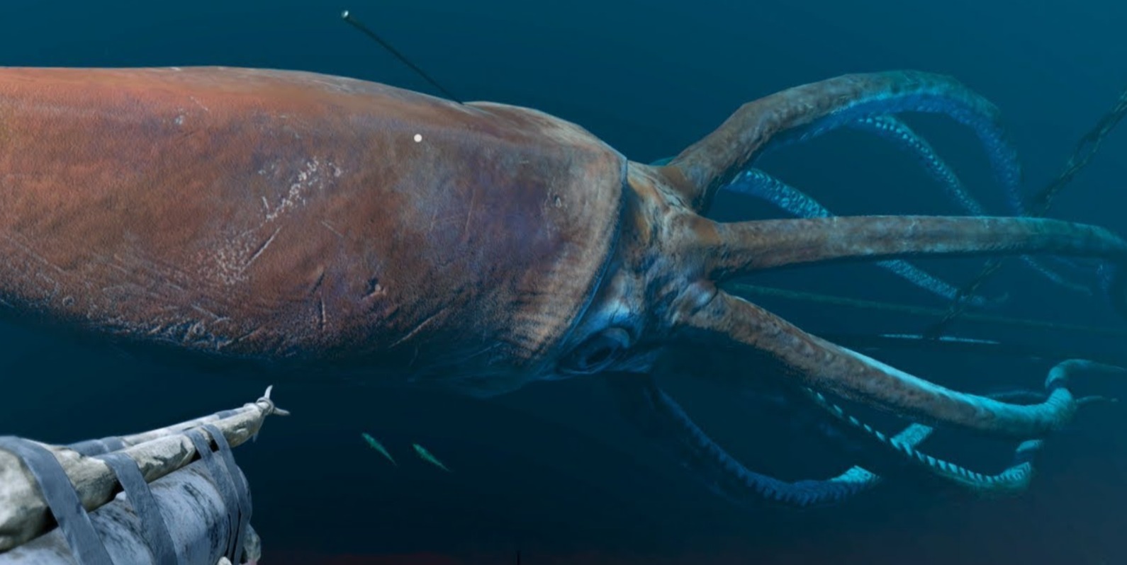 Colossal Squid