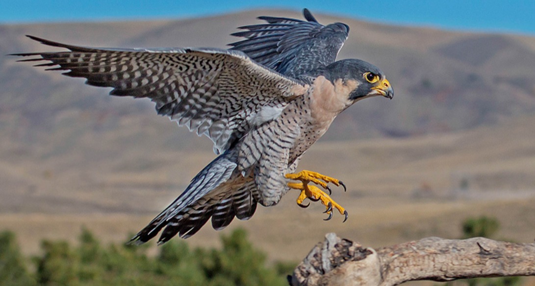 Peregrine Falcon