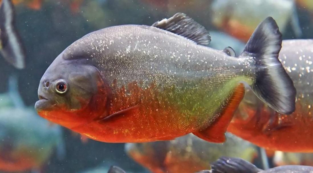 Piranha