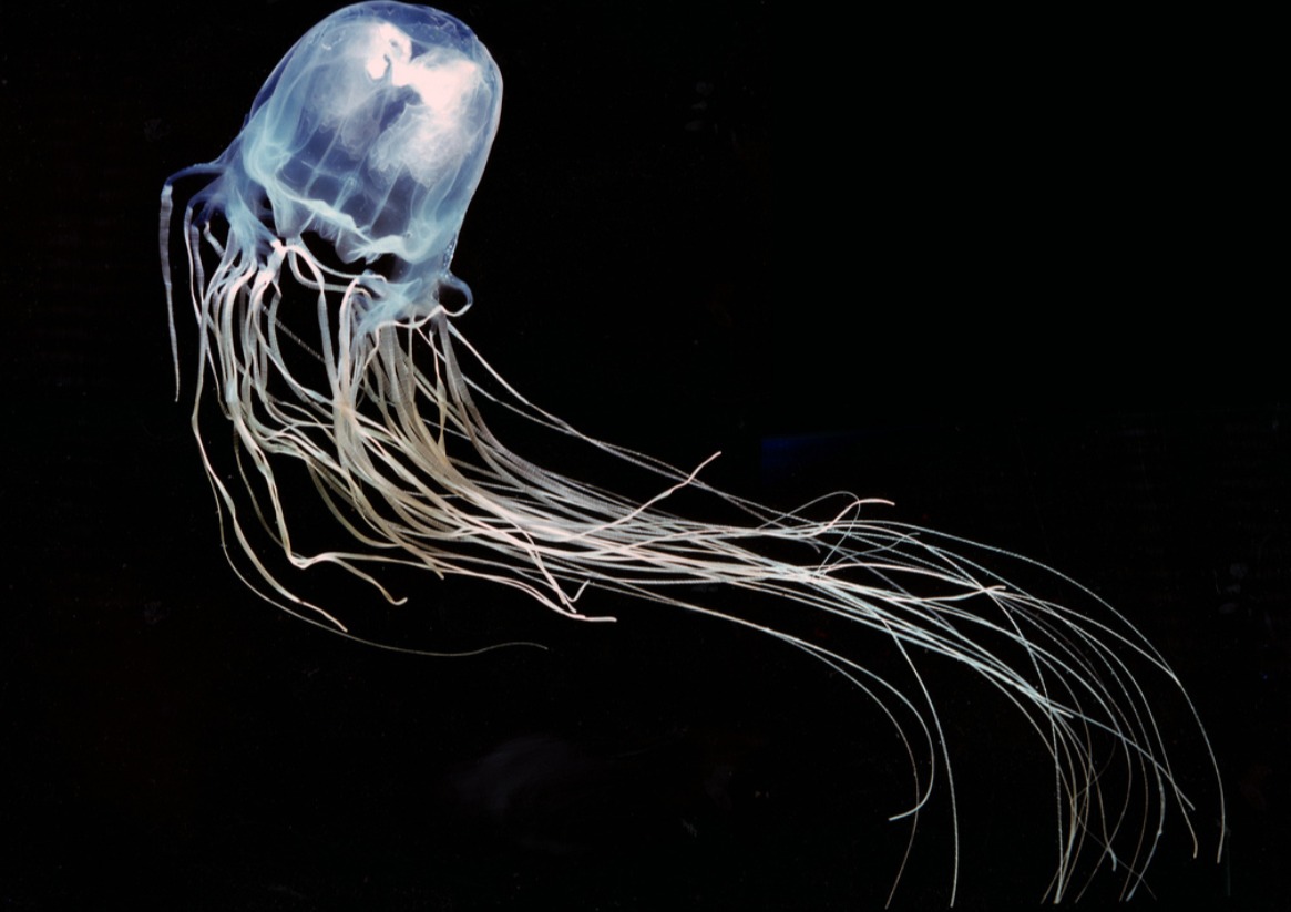 Sea Wasp jelly