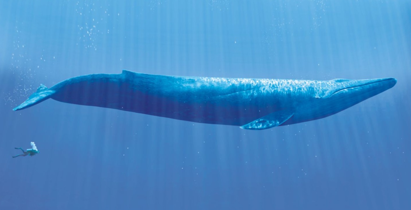 blue whale