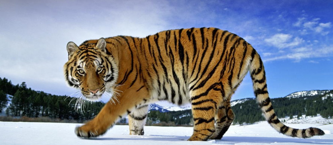 serbian tiger