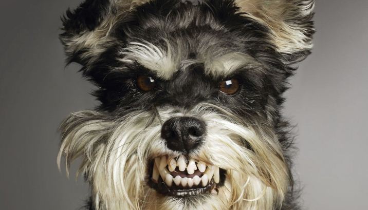 Meet the World's Most Dangerous Dog Breeds - Henspark