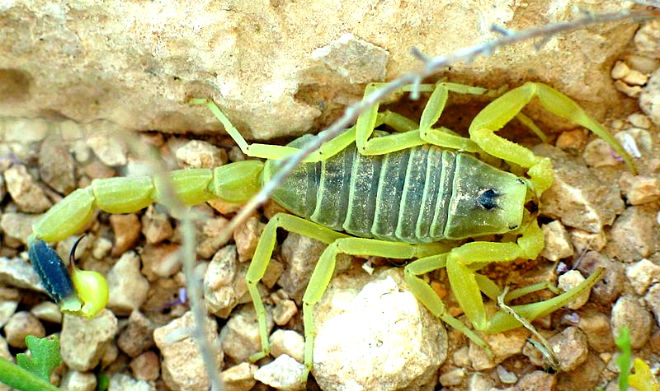 Deathstalker-scorpion-deadly-henspark