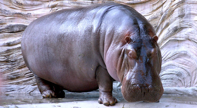 Hippopotamus - henspark