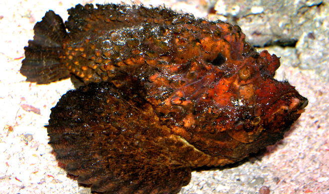 Stone Fish-henspark-deadly animals