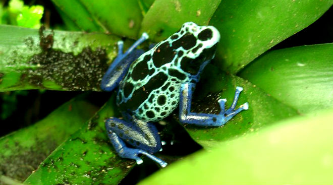 poison dart frog - deadly henspark