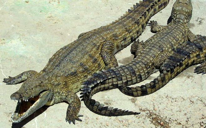 saltwater crocodiles - deadly henspark