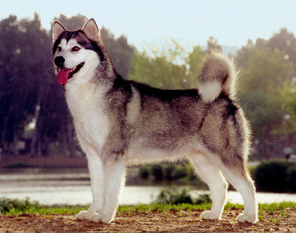 Alaskanmalamute0b