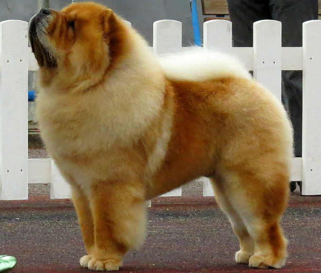 Chow-chow