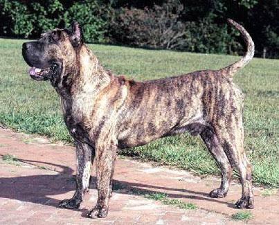 Dog Canario