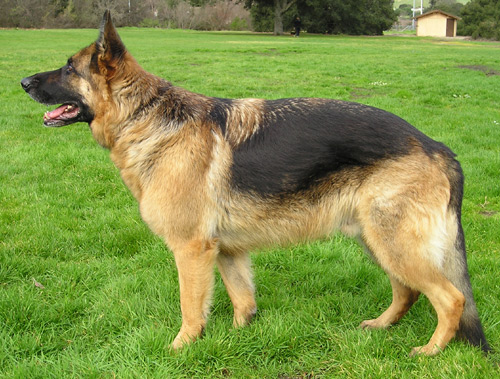 GermanSheperd