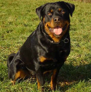 Rottweiler