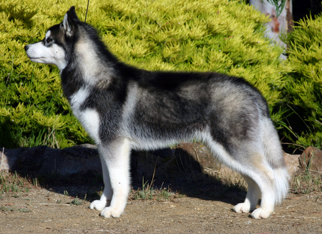 Siberian-husky