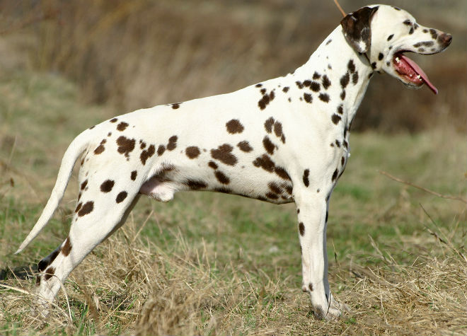 dalmatian