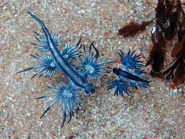 Blue-Dragon-Sea-Slug