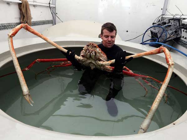 Japanese-Spider-Crab