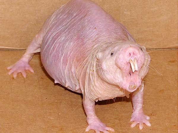 Naked-Mole-Rat