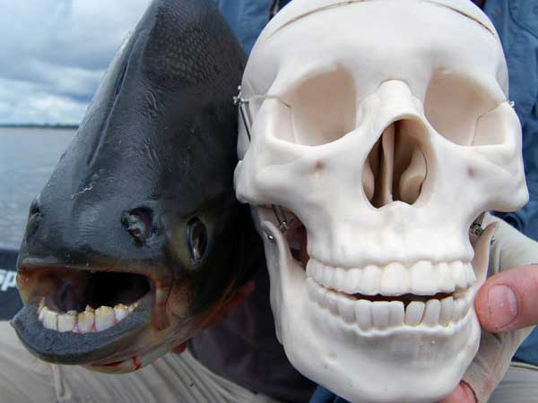 Pacu-Fish