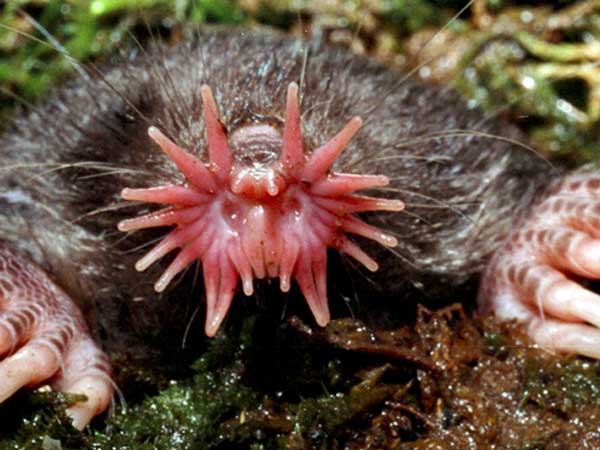 Star-Nosed-Mole