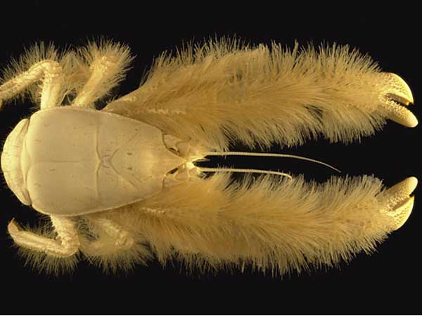 Yeti-Crab