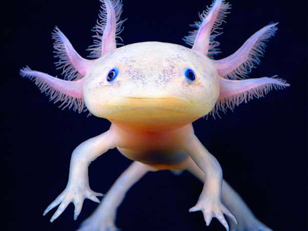 axolotl