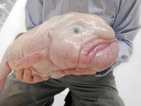 blob-fish