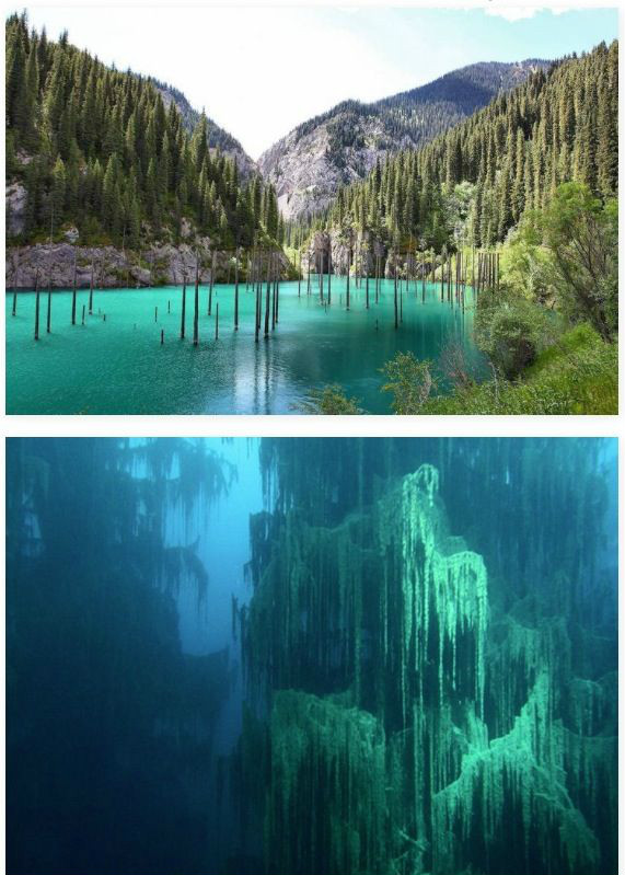 Underwater Forest