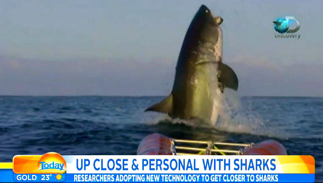 australian host slacked mouth viral due to shark video