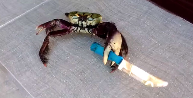 Funny Gangster Crab Wielding A Knife Video Goes Viral Henspark