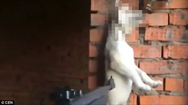 A dog hanging by its collar shot to death by air gun.