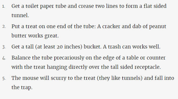 No-Kill Toilet Paper Roll Mouse Trap