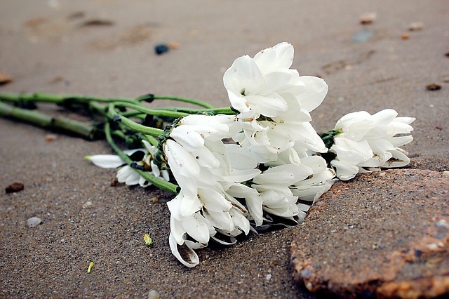 White Flower