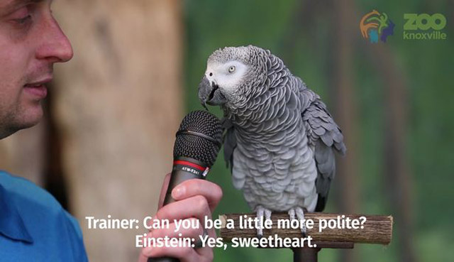 Einstein The Parrot