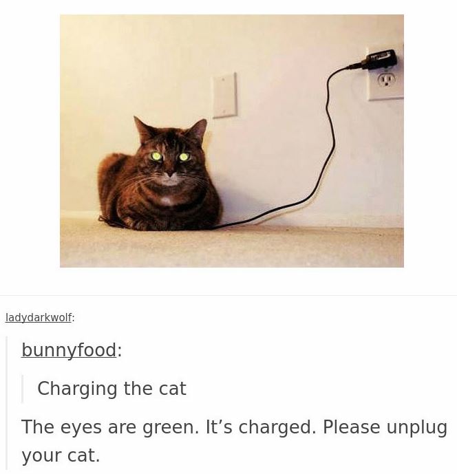 cats in tumblr are crazy and cute