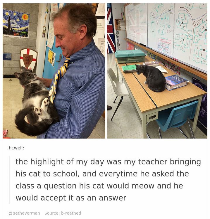 cats in tumblr are crazy and cute