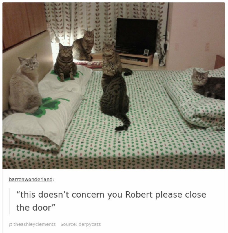 cats in tumblr are crazy and cute