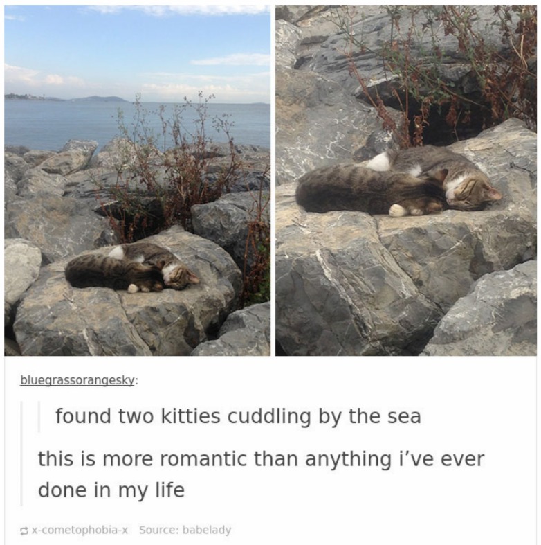 cats in tumblr are crazy and cute