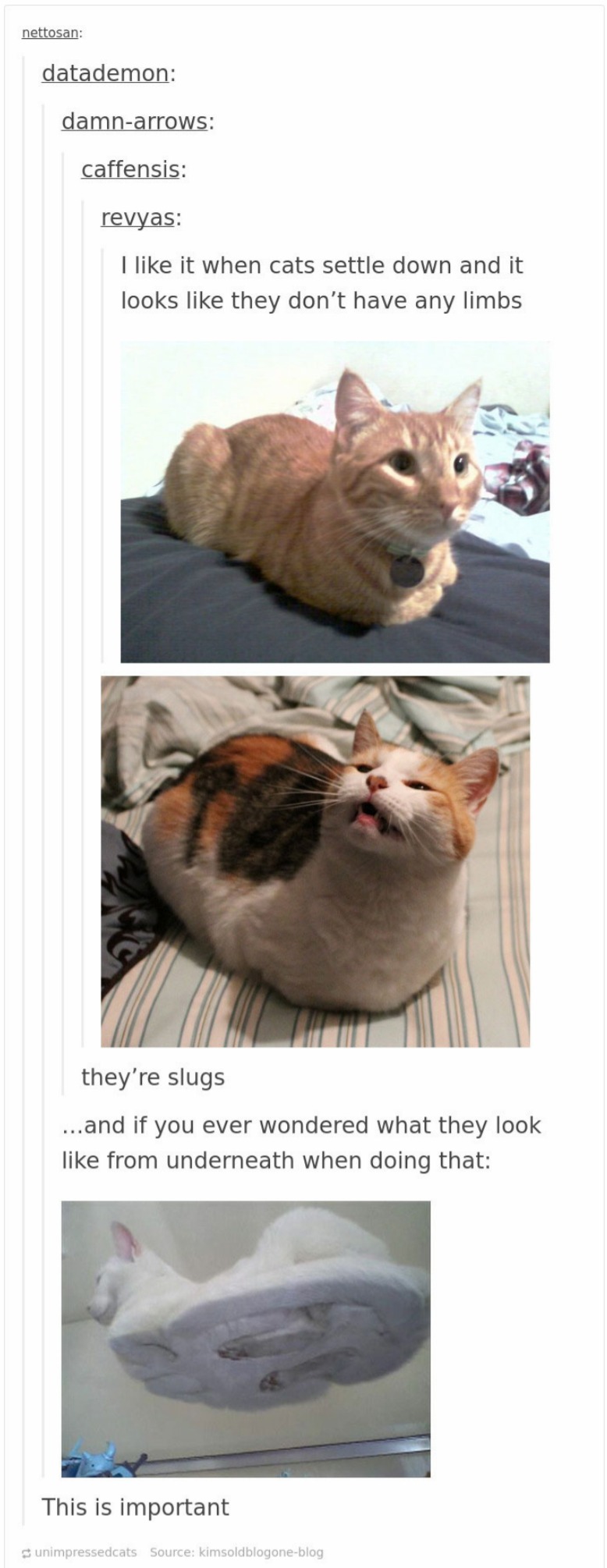 cats in tumblr are crazy and cute