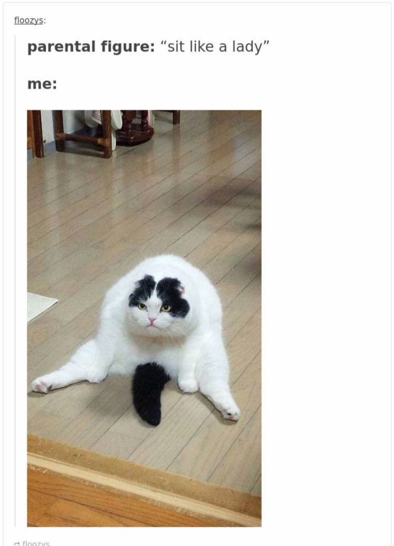 cats in tumblr are crazy and cute