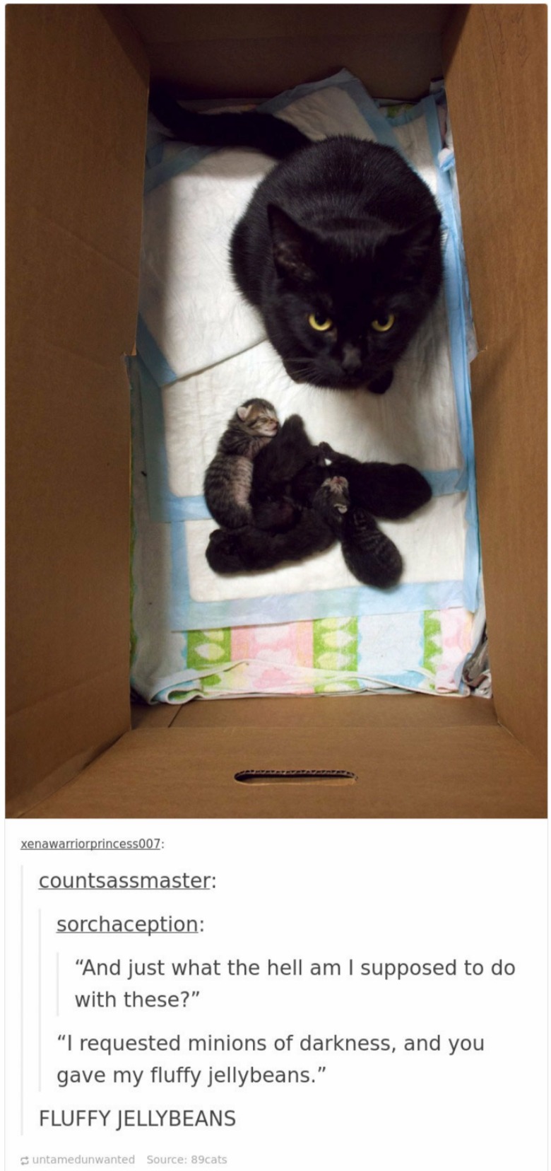 cats in tumblr are crazy and cute