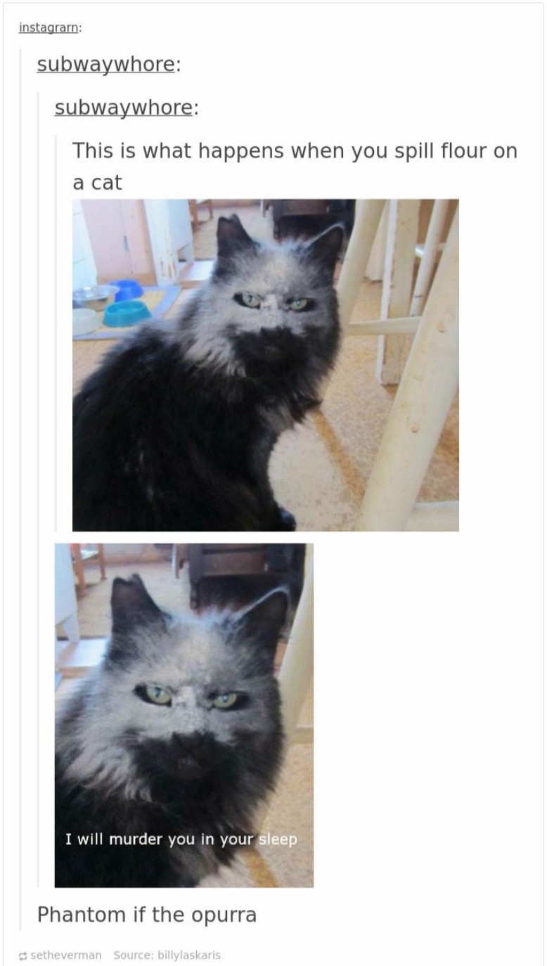 cats in tumblr are crazy and cute