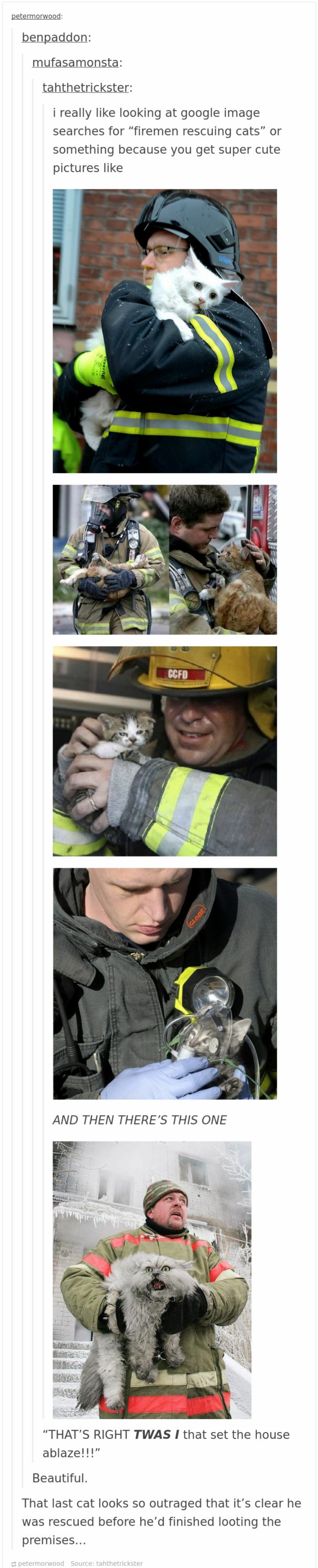 cats in tumblr are crazy and cute