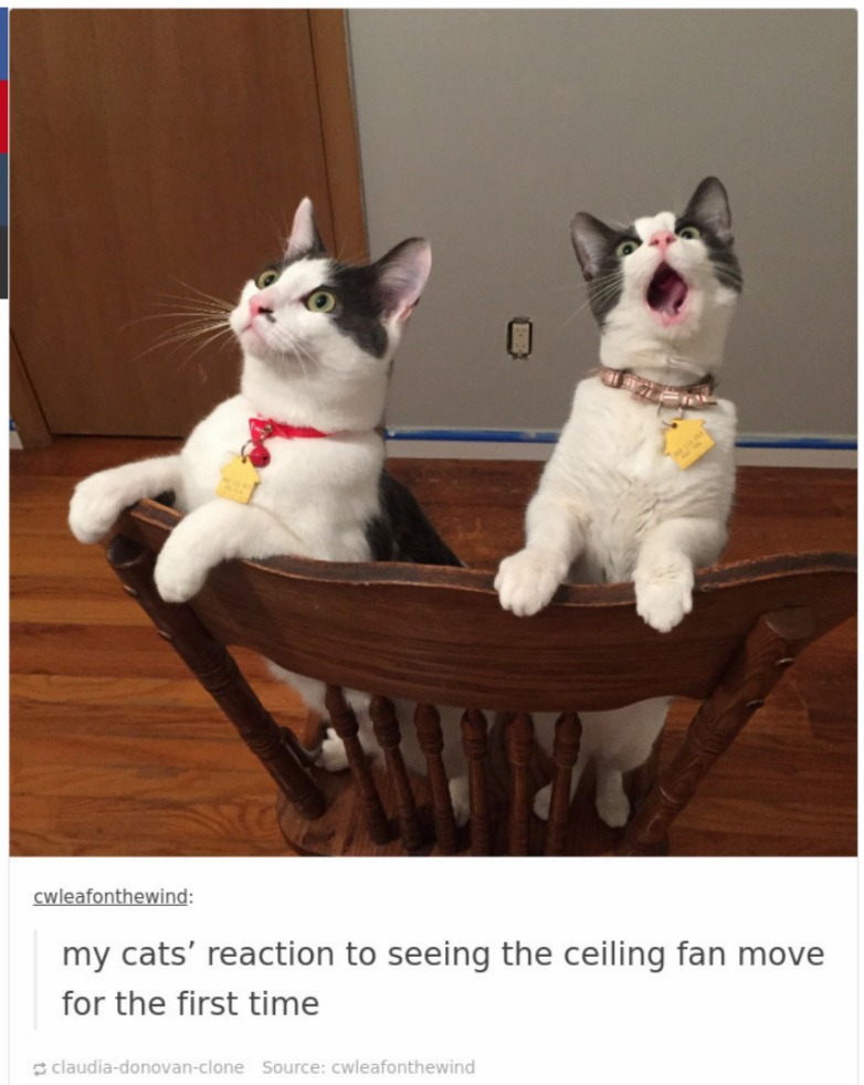 cats in tumblr are crazy and cute