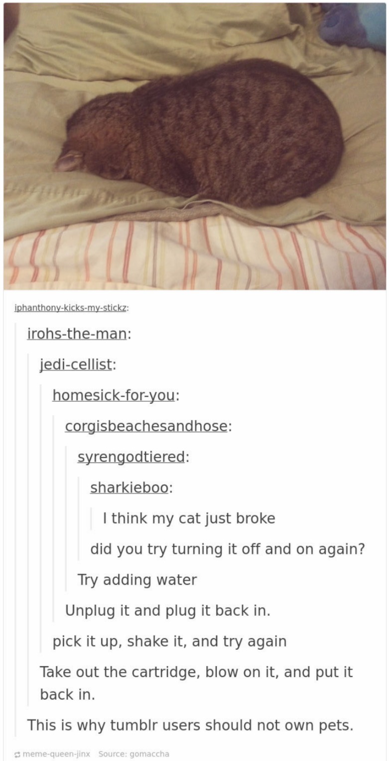 cats in tumblr are crazy and cute