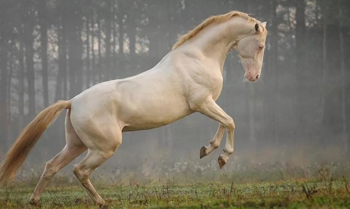 Akhal-Teke - rare horse breed