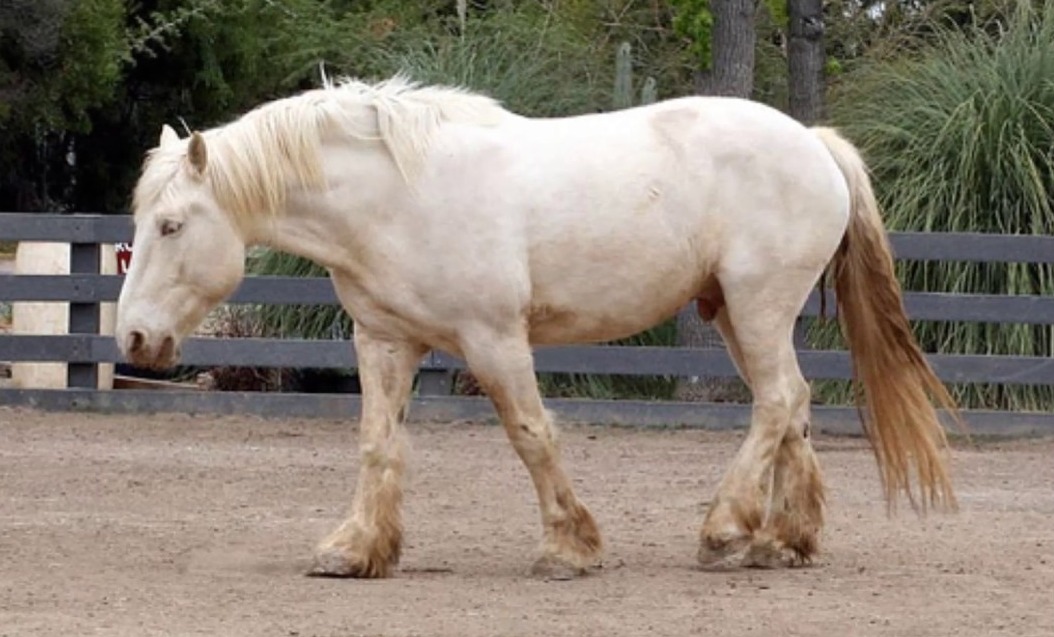 American Cream Draft Horse - rare horse breed