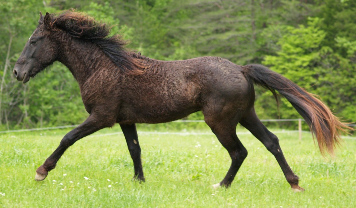 Bashkir Curly Horse - rare horse breed