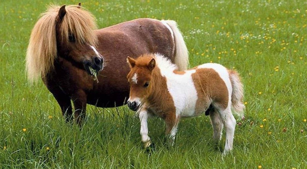 Falabella - rare horse breed